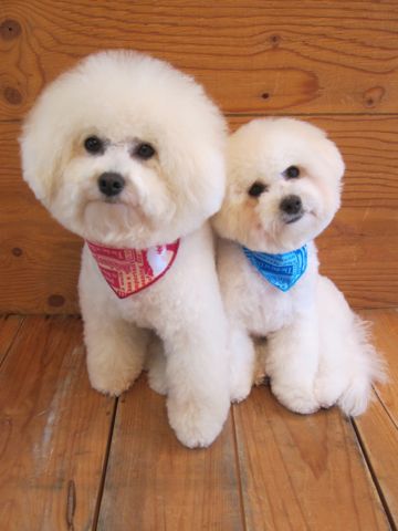 ホテル犬おあずかりペットホテル文京区フントヒュッテビションフリーゼ東京トリミングサロン関東ビションフリーゼ画像ビションフリーゼペットホテル料金表45.jpg