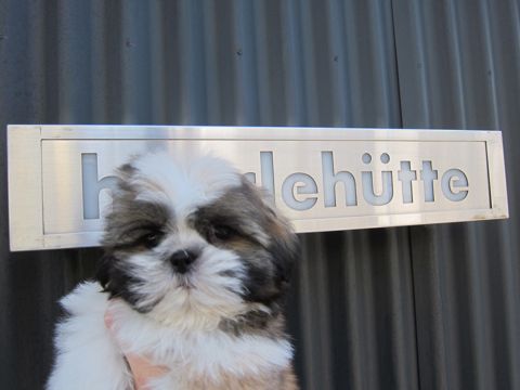 シーズーこいぬシー・ズー子犬かわいいシーズー画像Shih Tzuシー・ズー性格シーズーフントヒュッテ東京子犬こいぬかわいいシーズーのいるお店文京区hundehutte関東57.jpg