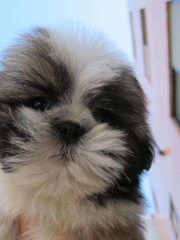シーズーこいぬシー・ズー子犬かわいいシーズー画像Shih Tzuシー・ズー性格シーズーフントヒュッテ東京子犬こいぬかわいいシーズーのいるお店文京区hundehutte関東58.jpg