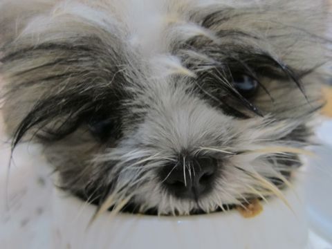 シーズーこいぬシー・ズー子犬かわいいシーズー画像Shih Tzuシー・ズー性格シーズーフントヒュッテ東京子犬こいぬかわいいシーズーのいるお店文京区hundehutte関東59.jpg