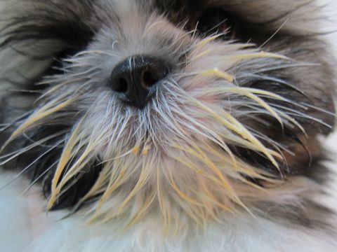 シーズーこいぬシー・ズー子犬かわいいシーズー画像Shih Tzuシー・ズー性格シーズーフントヒュッテ東京子犬こいぬかわいいシーズーのいるお店文京区hundehutte関東62.jpg