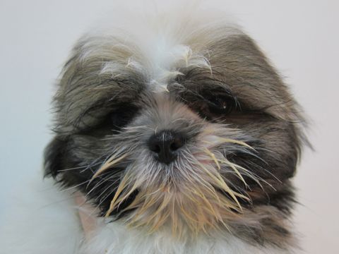 シーズーこいぬシー・ズー子犬かわいいシーズー画像Shih Tzuシー・ズー性格シーズーフントヒュッテ東京子犬こいぬかわいいシーズーのいるお店文京区hundehutte関東63.jpg