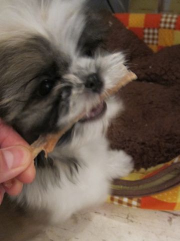 シーズーこいぬシー・ズー子犬かわいいシーズー画像Shih Tzuシー・ズー性格シーズーフントヒュッテ東京子犬こいぬかわいいシーズーのいるお店文京区hundehutte関東64.jpg