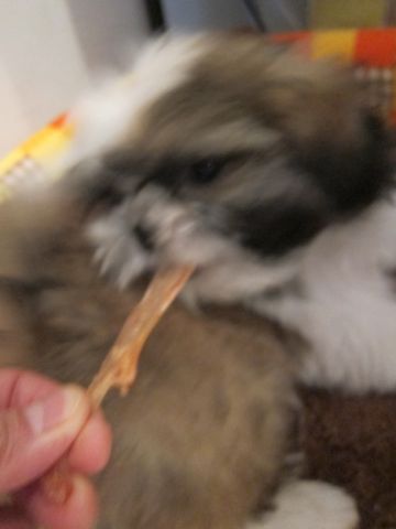 シーズーこいぬシー・ズー子犬かわいいシーズー画像Shih Tzuシー・ズー性格シーズーフントヒュッテ東京子犬こいぬかわいいシーズーのいるお店文京区hundehutte関東66.jpg