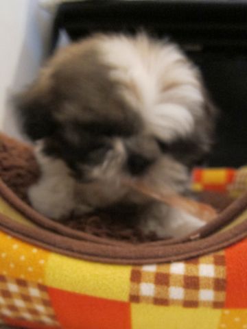 シーズーこいぬシー・ズー子犬かわいいシーズー画像Shih Tzuシー・ズー性格シーズーフントヒュッテ東京子犬こいぬかわいいシーズーのいるお店文京区hundehutte関東67.jpg