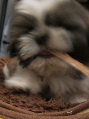 シーズーこいぬシー・ズー子犬かわいいシーズー画像Shih Tzuシー・ズー性格シーズーフントヒュッテ東京子犬こいぬかわいいシーズーのいるお店文京区hundehutte関東68.jpg