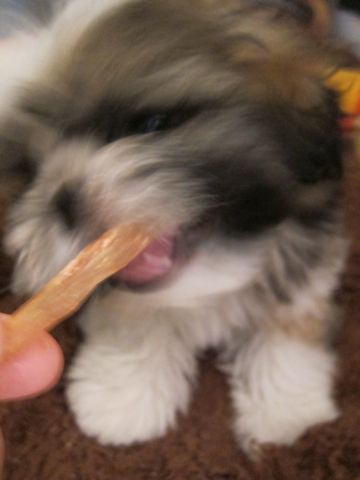 シーズーこいぬシー・ズー子犬かわいいシーズー画像Shih Tzuシー・ズー性格シーズーフントヒュッテ東京子犬こいぬかわいいシーズーのいるお店文京区hundehutte関東69.jpg
