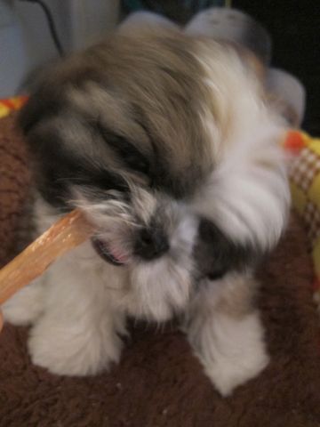 シーズーこいぬシー・ズー子犬かわいいシーズー画像Shih Tzuシー・ズー性格シーズーフントヒュッテ東京子犬こいぬかわいいシーズーのいるお店文京区hundehutte関東70.jpg