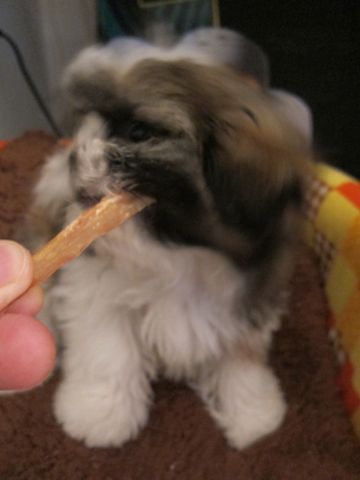 シーズーこいぬシー・ズー子犬かわいいシーズー画像Shih Tzuシー・ズー性格シーズーフントヒュッテ東京子犬こいぬかわいいシーズーのいるお店文京区hundehutte関東71.jpg