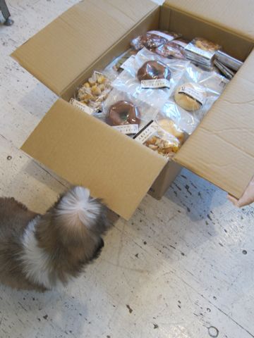 シーズーこいぬシー・ズー子犬かわいいシーズー画像Shih Tzuシー・ズー性格シーズーフントヒュッテ東京子犬こいぬかわいいシーズーのいるお店文京区hundehutte関東72.jpg