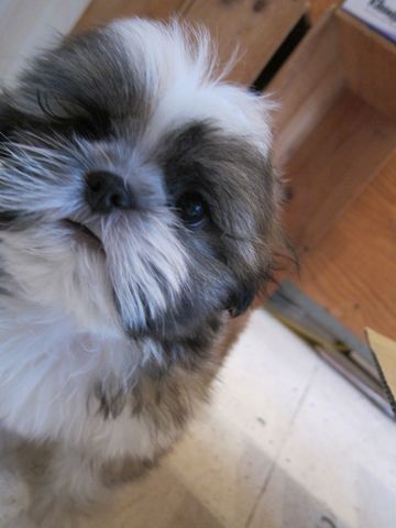 シーズーこいぬシー・ズー子犬かわいいシーズー画像Shih Tzuシー・ズー性格シーズーフントヒュッテ東京子犬こいぬかわいいシーズーのいるお店文京区hundehutte関東73.jpg