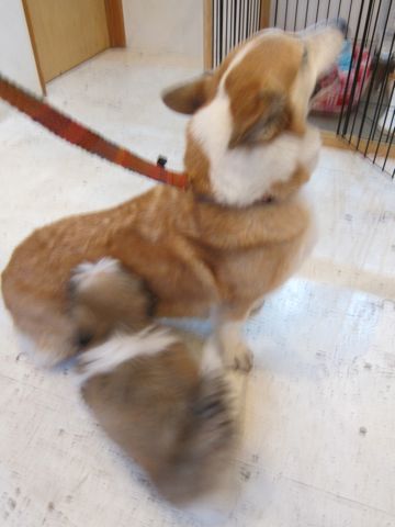 シーズーこいぬシー・ズー子犬かわいいシーズー画像Shih Tzuシー・ズー性格シーズーフントヒュッテ東京子犬こいぬかわいいシーズーのいるお店文京区hundehutte関東74.jpg