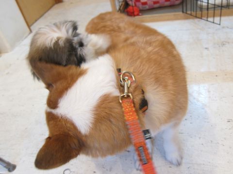 シーズーこいぬシー・ズー子犬かわいいシーズー画像Shih Tzuシー・ズー性格シーズーフントヒュッテ東京子犬こいぬかわいいシーズーのいるお店文京区hundehutte関東75.jpg