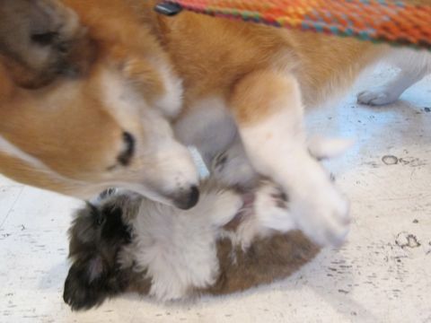 シーズーこいぬシー・ズー子犬かわいいシーズー画像Shih Tzuシー・ズー性格シーズーフントヒュッテ東京子犬こいぬかわいいシーズーのいるお店文京区hundehutte関東76.jpg