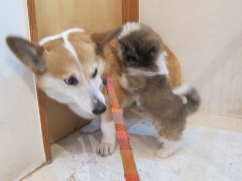 シーズーこいぬシー・ズー子犬かわいいシーズー画像Shih Tzuシー・ズー性格シーズーフントヒュッテ東京子犬こいぬかわいいシーズーのいるお店文京区hundehutte関東77.jpg