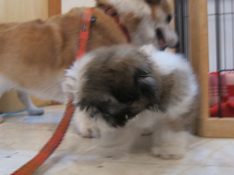 シーズーこいぬシー・ズー子犬かわいいシーズー画像Shih Tzuシー・ズー性格シーズーフントヒュッテ東京子犬こいぬかわいいシーズーのいるお店文京区hundehutte関東78.jpg
