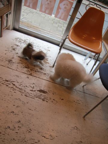 シーズーこいぬシー・ズー子犬かわいいシーズー画像Shih Tzuシー・ズー性格シーズーフントヒュッテ東京子犬こいぬかわいいシーズーのいるお店文京区hundehutte関東80.jpg