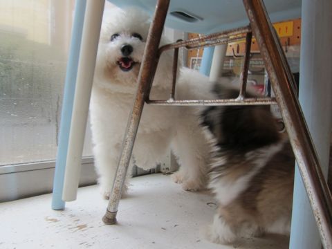 シーズーこいぬシー・ズー子犬かわいいシーズー画像Shih Tzuシー・ズー性格シーズーフントヒュッテ東京子犬こいぬかわいいシーズーのいるお店文京区hundehutte関東81.jpg