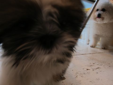 シーズーこいぬシー・ズー子犬かわいいシーズー画像Shih Tzuシー・ズー性格シーズーフントヒュッテ東京子犬こいぬかわいいシーズーのいるお店文京区hundehutte関東82.jpg