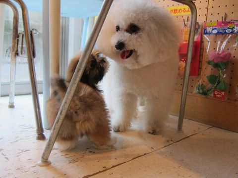 シーズーこいぬシー・ズー子犬かわいいシーズー画像Shih Tzuシー・ズー性格シーズーフントヒュッテ東京子犬こいぬかわいいシーズーのいるお店文京区hundehutte関東83.jpg