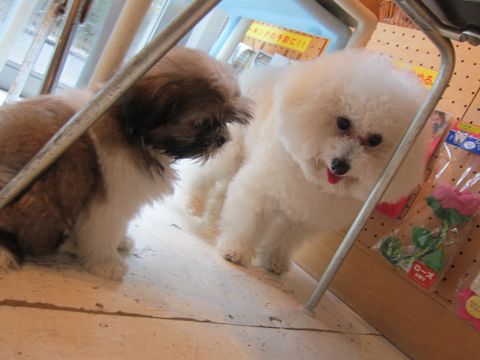 シーズーこいぬシー・ズー子犬かわいいシーズー画像Shih Tzuシー・ズー性格シーズーフントヒュッテ東京子犬こいぬかわいいシーズーのいるお店文京区hundehutte関東84.jpg