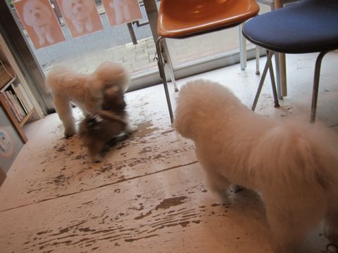 シーズーこいぬシー・ズー子犬かわいいシーズー画像Shih Tzuシー・ズー性格シーズーフントヒュッテ東京子犬こいぬかわいいシーズーのいるお店文京区hundehutte関東85.jpg