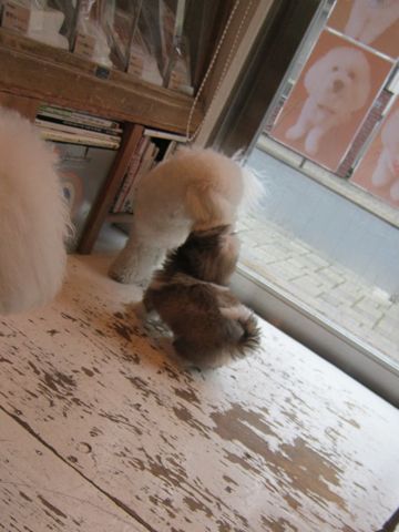 シーズーこいぬシー・ズー子犬かわいいシーズー画像Shih Tzuシー・ズー性格シーズーフントヒュッテ東京子犬こいぬかわいいシーズーのいるお店文京区hundehutte関東86.jpg