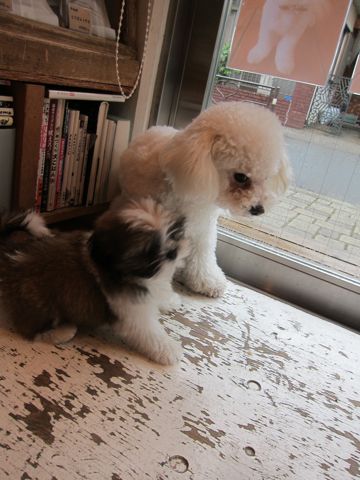 シーズーこいぬシー・ズー子犬かわいいシーズー画像Shih Tzuシー・ズー性格シーズーフントヒュッテ東京子犬こいぬかわいいシーズーのいるお店文京区hundehutte関東87.jpg