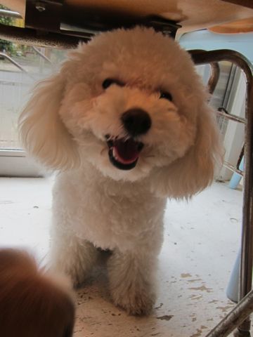シーズーこいぬシー・ズー子犬かわいいシーズー画像Shih Tzuシー・ズー性格シーズーフントヒュッテ東京子犬こいぬかわいいシーズーのいるお店文京区hundehutte関東89.jpg