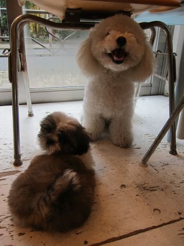 シーズーこいぬシー・ズー子犬かわいいシーズー画像Shih Tzuシー・ズー性格シーズーフントヒュッテ東京子犬こいぬかわいいシーズーのいるお店文京区hundehutte関東90.jpg