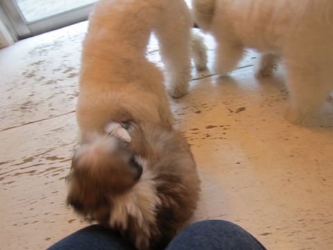 シーズーこいぬシー・ズー子犬かわいいシーズー画像Shih Tzuシー・ズー性格シーズーフントヒュッテ東京子犬こいぬかわいいシーズーのいるお店文京区hundehutte関東91.jpg