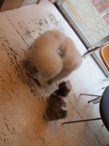 シーズーこいぬシー・ズー子犬かわいいシーズー画像Shih Tzuシー・ズー性格シーズーフントヒュッテ東京子犬こいぬかわいいシーズーのいるお店文京区hundehutte関東93.jpg