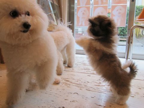 シーズーこいぬシー・ズー子犬かわいいシーズー画像Shih Tzuシー・ズー性格シーズーフントヒュッテ東京子犬こいぬかわいいシーズーのいるお店文京区hundehutte関東94.jpg