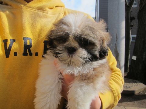 シーズーこいぬシー・ズー子犬かわいいシーズー画像Shih Tzuシー・ズー性格シーズーフントヒュッテ東京子犬こいぬかわいいシーズーのいるお店文京区hundehutte関東96.jpg