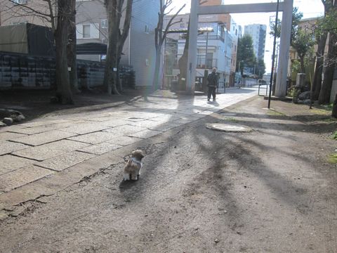 シーズーこいぬシー・ズー子犬かわいいシーズー画像Shih Tzuシー・ズー性格シーズーフントヒュッテ東京子犬こいぬかわいいシーズーのいるお店文京区hundehutte関東98.jpg