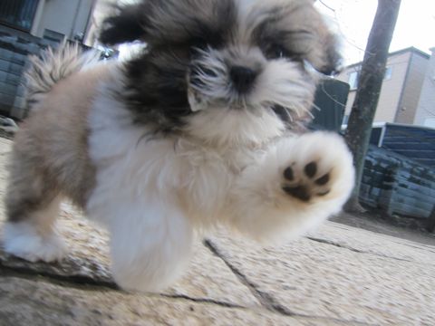 シーズーこいぬシー・ズー子犬かわいいシーズー画像Shih Tzuシー・ズー性格シーズーフントヒュッテ東京子犬こいぬかわいいシーズーのいるお店文京区hundehutte関東101.jpg