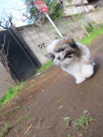シーズーこいぬシー・ズー子犬かわいいシーズー画像Shih Tzuシー・ズー性格シーズーフントヒュッテ東京子犬こいぬかわいいシーズーのいるお店文京区hundehutte関東102.jpg