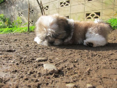 シーズーこいぬシー・ズー子犬かわいいシーズー画像Shih Tzuシー・ズー性格シーズーフントヒュッテ東京子犬こいぬかわいいシーズーのいるお店文京区hundehutte関東104.jpg