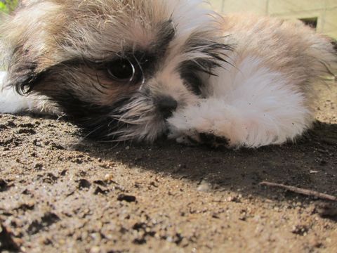 シーズーこいぬシー・ズー子犬かわいいシーズー画像Shih Tzuシー・ズー性格シーズーフントヒュッテ東京子犬こいぬかわいいシーズーのいるお店文京区hundehutte関東106.jpg