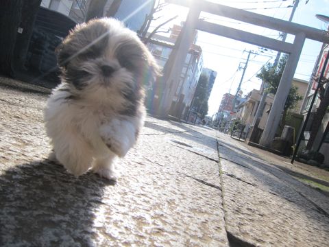 シーズーこいぬシー・ズー子犬かわいいシーズー画像Shih Tzuシー・ズー性格シーズーフントヒュッテ東京子犬こいぬかわいいシーズーのいるお店文京区hundehutte関東109.jpg