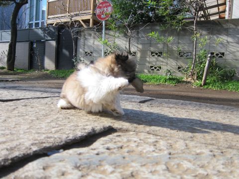 シーズーこいぬシー・ズー子犬かわいいシーズー画像Shih Tzuシー・ズー性格シーズーフントヒュッテ東京子犬こいぬかわいいシーズーのいるお店文京区hundehutte関東111.jpg
