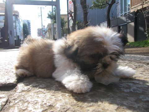 シーズーこいぬシー・ズー子犬かわいいシーズー画像Shih Tzuシー・ズー性格シーズーフントヒュッテ東京子犬こいぬかわいいシーズーのいるお店文京区hundehutte関東112.jpg