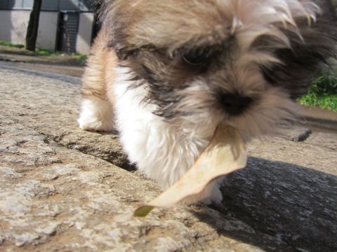 シーズーこいぬシー・ズー子犬かわいいシーズー画像Shih Tzuシー・ズー性格シーズーフントヒュッテ東京子犬こいぬかわいいシーズーのいるお店文京区hundehutte関東113.jpg