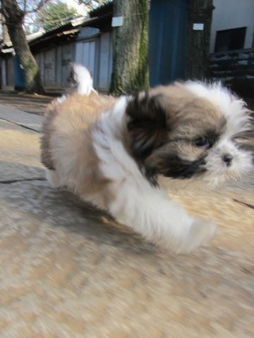 シーズーこいぬシー・ズー子犬かわいいシーズー画像Shih Tzuシー・ズー性格シーズーフントヒュッテ東京子犬こいぬかわいいシーズーのいるお店文京区hundehutte関東116.jpg