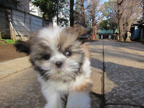 シーズーこいぬシー・ズー子犬かわいいシーズー画像Shih Tzuシー・ズー性格シーズーフントヒュッテ東京子犬こいぬかわいいシーズーのいるお店文京区hundehutte関東117.jpg