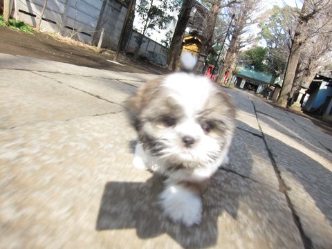 シーズーこいぬシー・ズー子犬かわいいシーズー画像Shih Tzuシー・ズー性格シーズーフントヒュッテ東京子犬こいぬかわいいシーズーのいるお店文京区hundehutte関東118.jpg