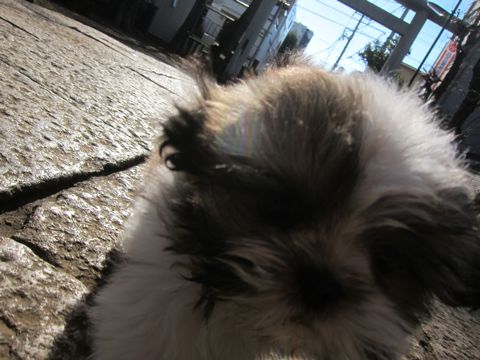 シーズーこいぬシー・ズー子犬かわいいシーズー画像Shih Tzuシー・ズー性格シーズーフントヒュッテ東京子犬こいぬかわいいシーズーのいるお店文京区hundehutte関東119.jpg