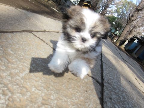 シーズーこいぬシー・ズー子犬かわいいシーズー画像Shih Tzuシー・ズー性格シーズーフントヒュッテ東京子犬こいぬかわいいシーズーのいるお店文京区hundehutte関東120.jpg