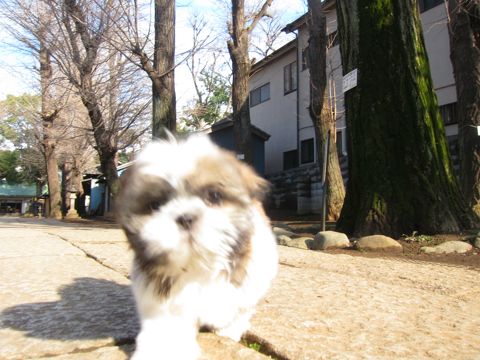 シーズーこいぬシー・ズー子犬かわいいシーズー画像Shih Tzuシー・ズー性格シーズーフントヒュッテ東京子犬こいぬかわいいシーズーのいるお店文京区hundehutte関東121.jpg