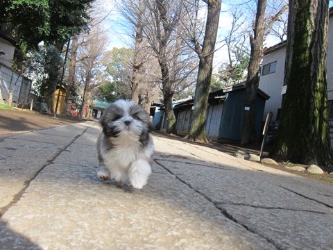 シーズーこいぬシー・ズー子犬かわいいシーズー画像Shih Tzuシー・ズー性格シーズーフントヒュッテ東京子犬こいぬかわいいシーズーのいるお店文京区hundehutte関東122.jpg